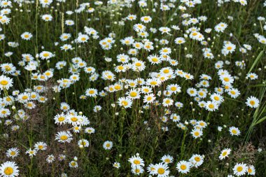 Papatyalı yaz çayırı