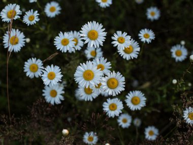 Papatyalı yaz çayırı