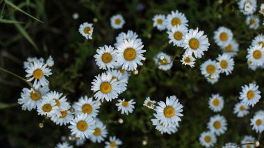 Papatyalı yaz çayırı