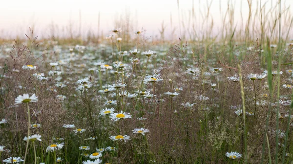 Sommerwiese mit Gänseblümchen — Stockfoto