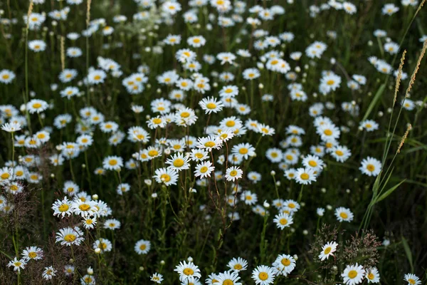 Sommerwiese mit Gänseblümchen — Stockfoto
