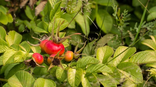 Wild rose heupen — Stockfoto