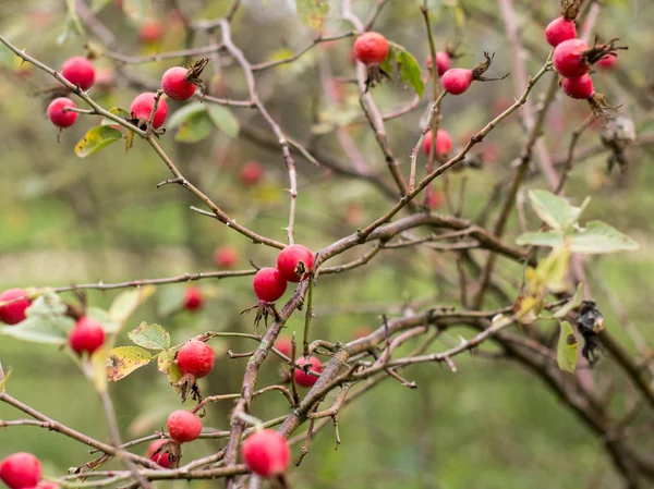 Fianchi di rosa canina — Foto Stock