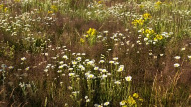Yaz çiçeklenme çayır