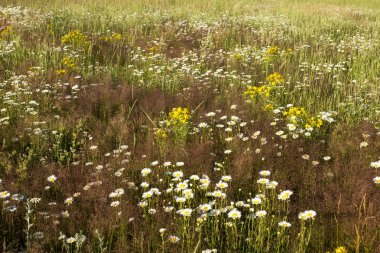Yaz çiçeklenme çayır