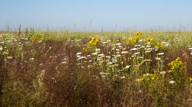 Yaz çiçeklenme çayır