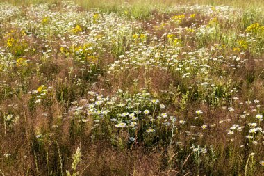 Yaz çiçeklenme çayır