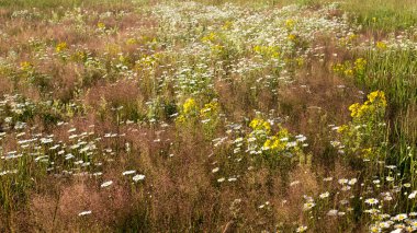 Yaz çiçeklenme çayır