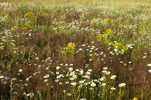 Yaz çiçeklenme çayır