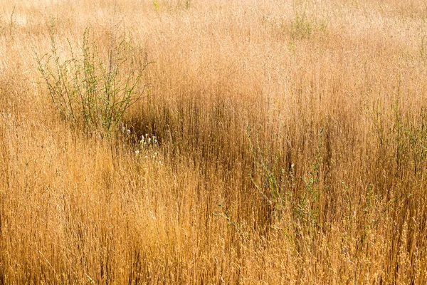 V létě kvetoucí louka — Stock fotografie