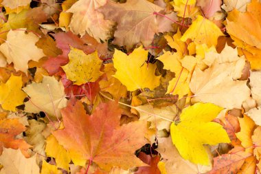 Parlak sonbahar yaprakları