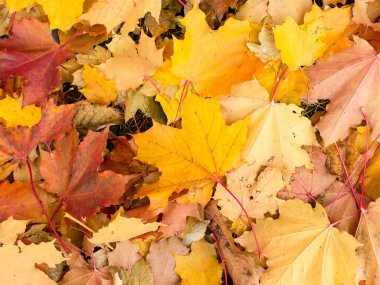 Parlak sonbahar yaprakları