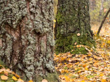 Parlak sonbahar yaprakları