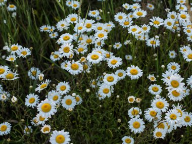 Çiçekli yaz çayırı