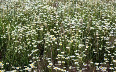 Çiçekli yaz çayırı