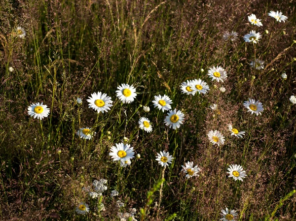 Prato estivo con fiori — Foto Stock