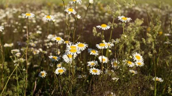 Çayır orman çiçekler — Stok fotoğraf