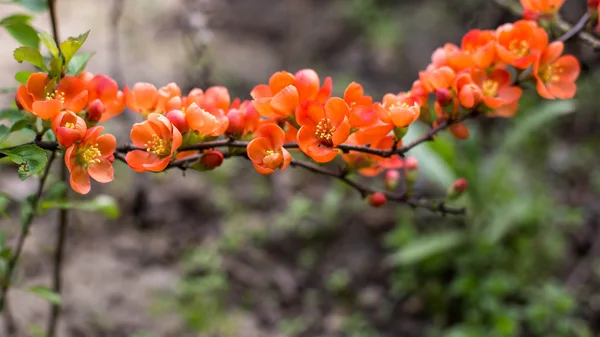 Flores de verano brillantes —  Fotos de Stock