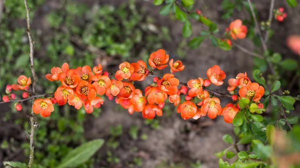 Flores de verano brillantes —  Fotos de Stock