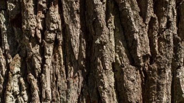 Ağaç kabuğunun dokusu