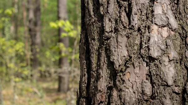 La consistenza della corteccia degli alberi — Foto Stock