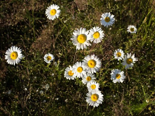 Yaz papatya çiçek — Stok fotoğraf