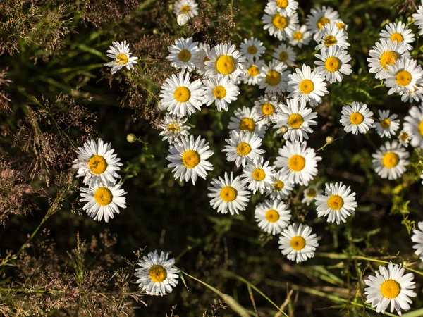 Yaz papatya çiçek — Stok fotoğraf