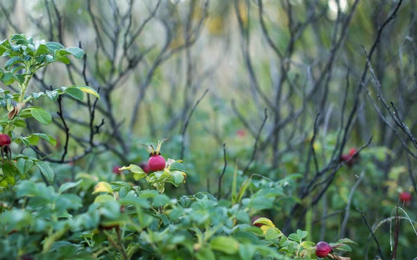Rosas selvagens quadris — Fotografia de Stock