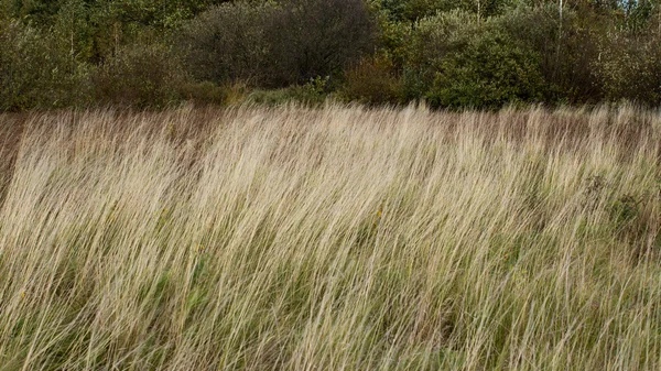Текстура травы — стоковое фото