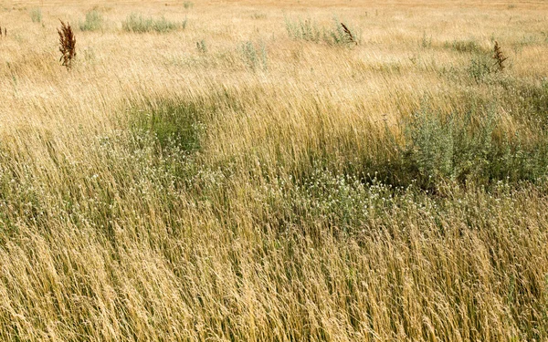 Konsistens av gräs — Stockfoto