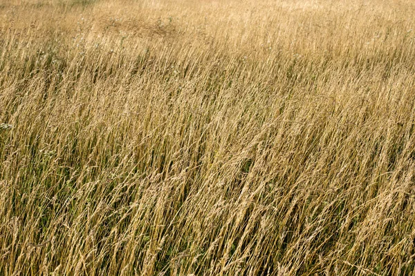 Tekstura trawa — Zdjęcie stockowe