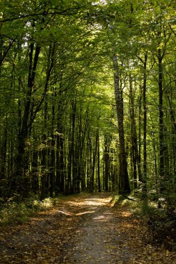 Ormanda güneşli ve uzun gölgeli güzel bir sabah manzarası.