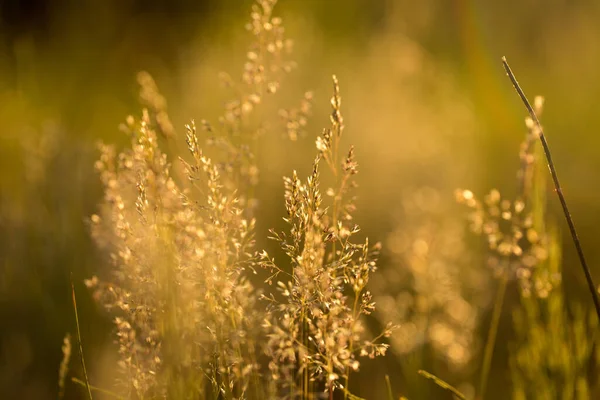 Grama Seca Plantas Nos Raios Sol Poente — Fotografia de Stock