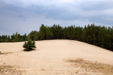 Sonbaharda ormandaki kum tepeleri