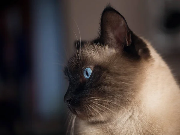 Retrato Gato Tailandês Relvado Gato Nobre Bonito Com Olhos Azuis — Fotografia de Stock