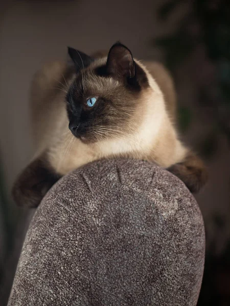 Bahçedeki Tayland Kedisinin Portresi Mavi Gözlü Asil Güzel Bir Kedi — Stok fotoğraf