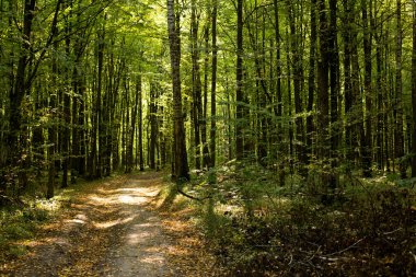 Güzel ve ekolojik olarak uzun ağaçlı temiz bir orman.