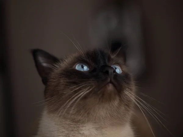 Retrato de um gato tailandês no gramado — Fotografia de Stock