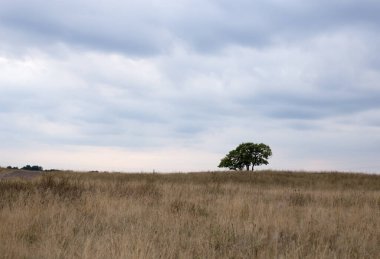 Sonbahar gökyüzünün arka planında duran yalnız bir ağaç.