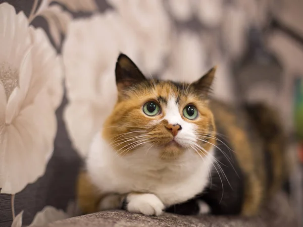 Kot Zielonymi Oczami Ciekawej Kolorystyce Trzy Kolory Szczęście Przepływ Gotówki — Zdjęcie stockowe