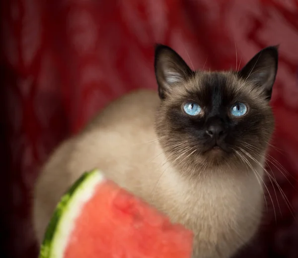 Porträtt Thailändsk Katt Gräsmattan Ädel Och Vacker Katt Med Blå — Stockfoto