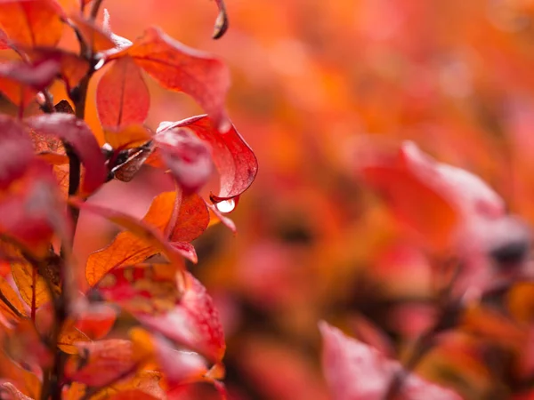 Bright Colorful Leaves Early Morning Dew Freshness — Stock Photo, Image