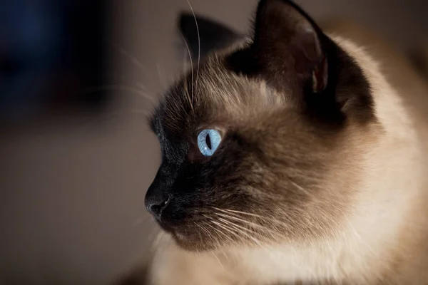 Portret Tajskiego Kota Trawniku Szlachetny Piękny Kot Niebieskimi Oczami — Zdjęcie stockowe