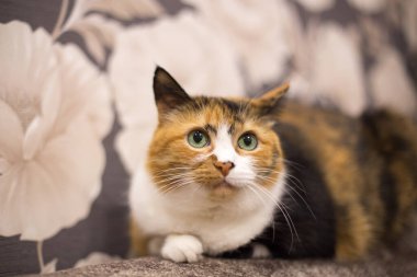 Yeşil gözlü bir kedi ilginç bir renk, iyi şans ve nakit akışı için üç renk.