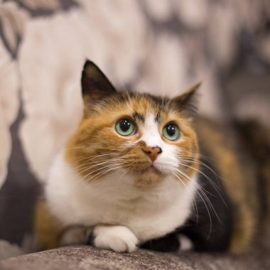 Yeşil gözlü bir kedi ilginç bir renk, iyi şans ve nakit akışı için üç renk.