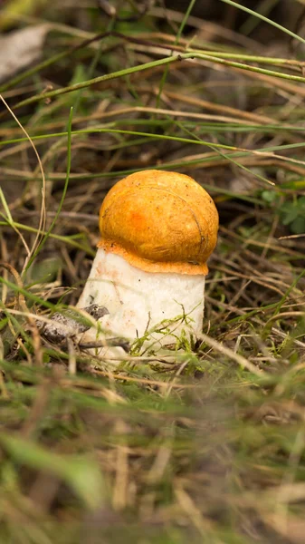 Cute Penny Bun Mushroom Growing Grass Beautiful Small Brown Cap — Stock Photo, Image