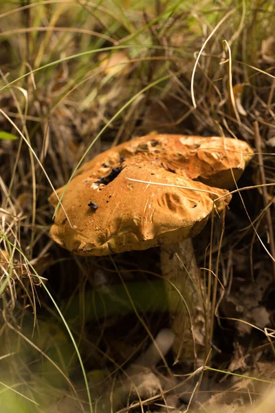 Çimenlerde Tatlı Çörekler Yetişiyor Güzel Küçük Kahverengi Bir Cep Şapkası — Stok fotoğraf