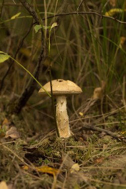 Ekolojik olarak temiz yerlerden orman mantarları topluyorum.
