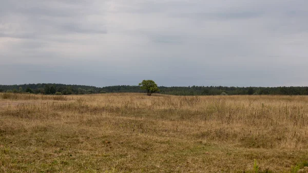 Osamělý strom na pozadí podzimní oblohy — Stock fotografie