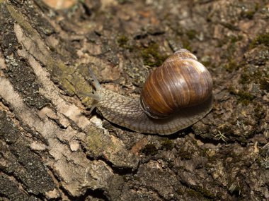 Sabah yürüyüşüne çıkmış üzüm salyangozları ilkbaharın başlarında güneşin altında.